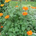 Tithonia rotundifolia 'Goldfinger'
